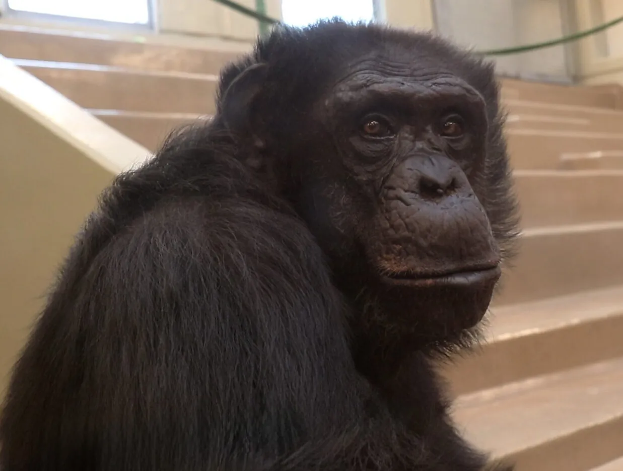 Arthur, One of 21 Chimpanzees at the Indianapolis Zoo