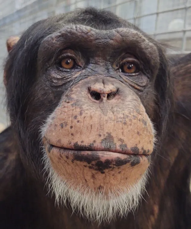 Billy Chimpanzees Indianapolis Zoo Amazing All Around