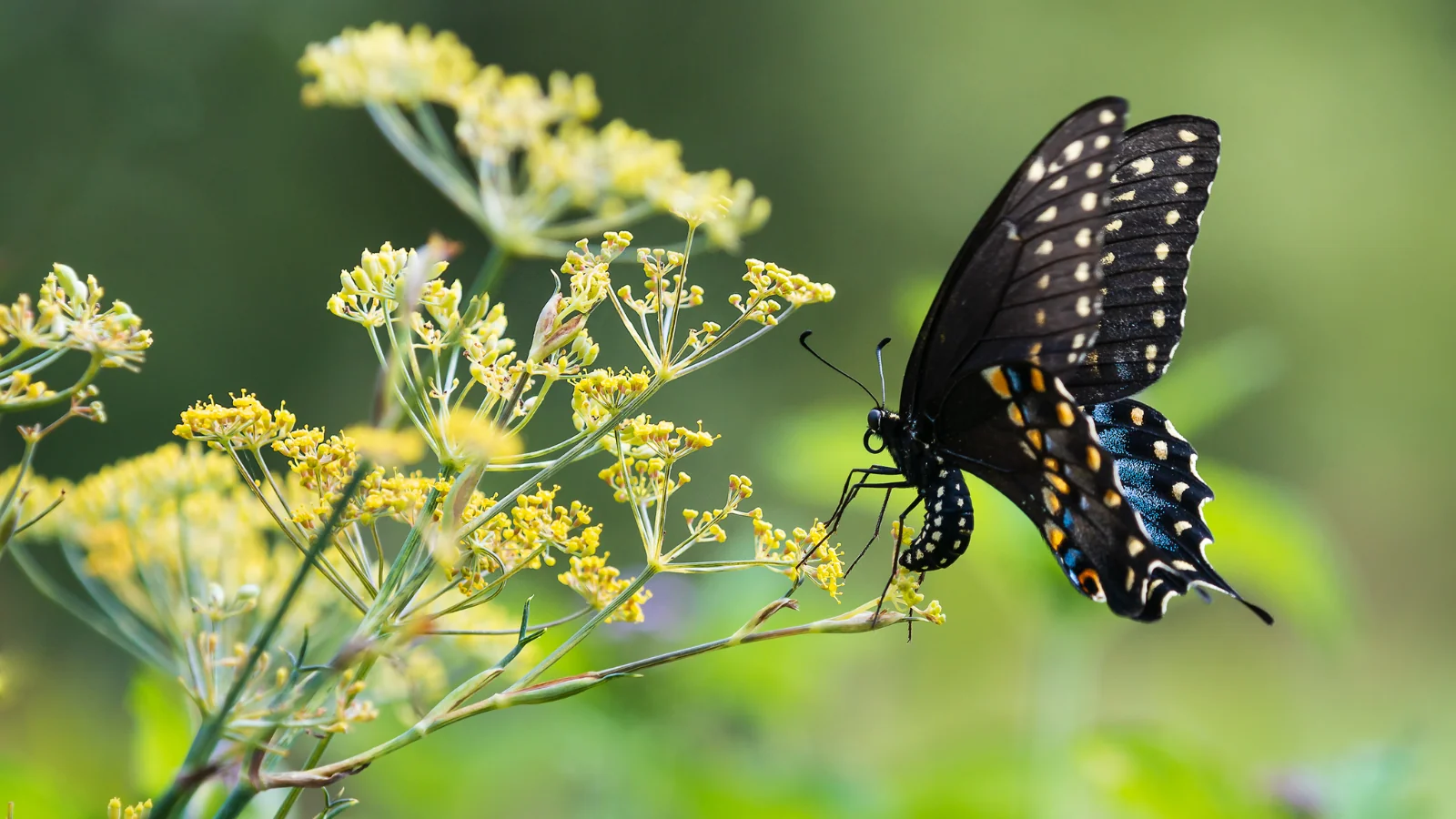 A black swallowtail butterfly is perched on a blossoming dill plant bloom. The butterfly is depositing eggs, because dill is a host plant for this butterfly species' larvae.