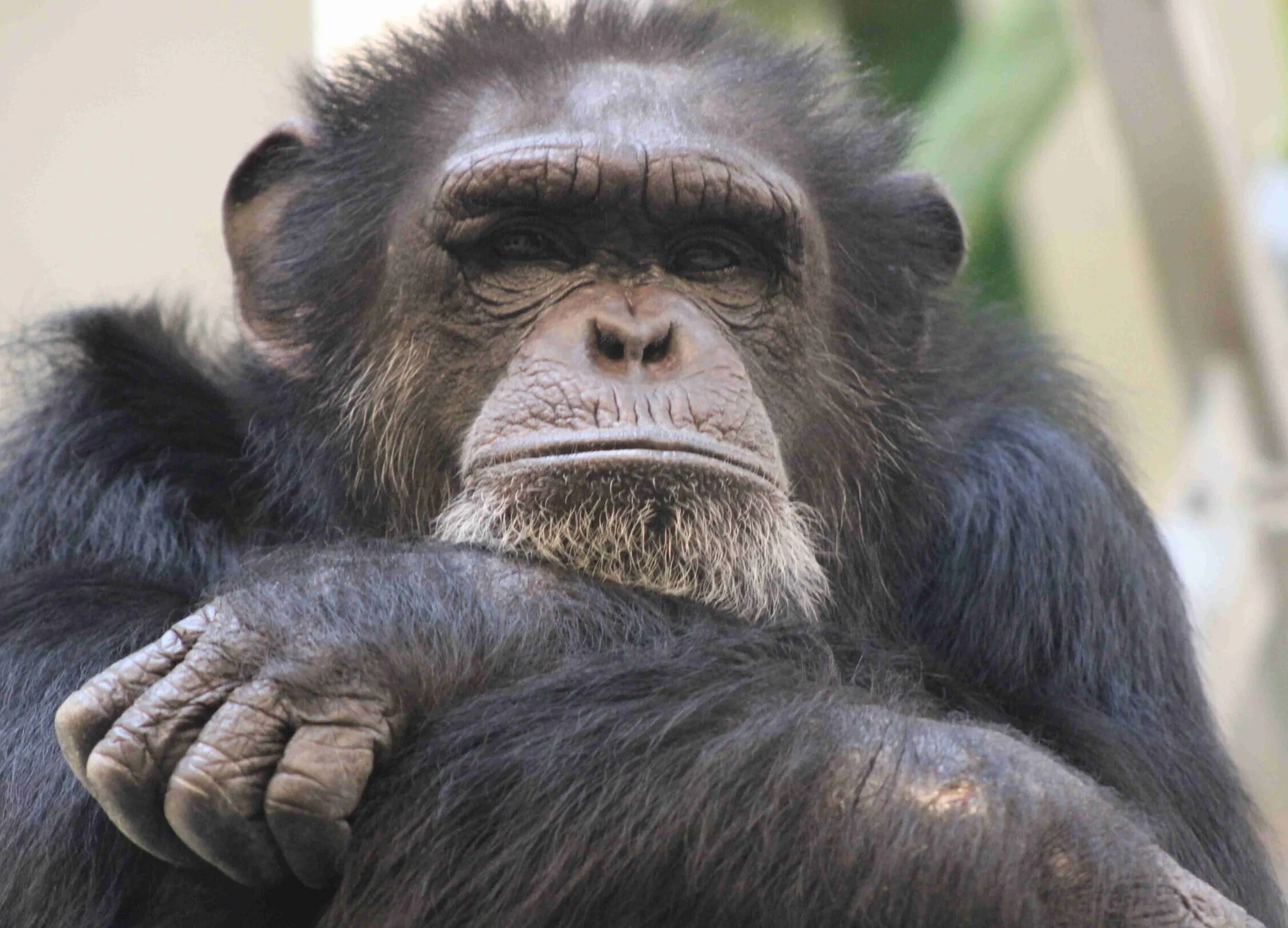 Chubbs Chimpanzees Indianapolis Zoo Amazing All Around