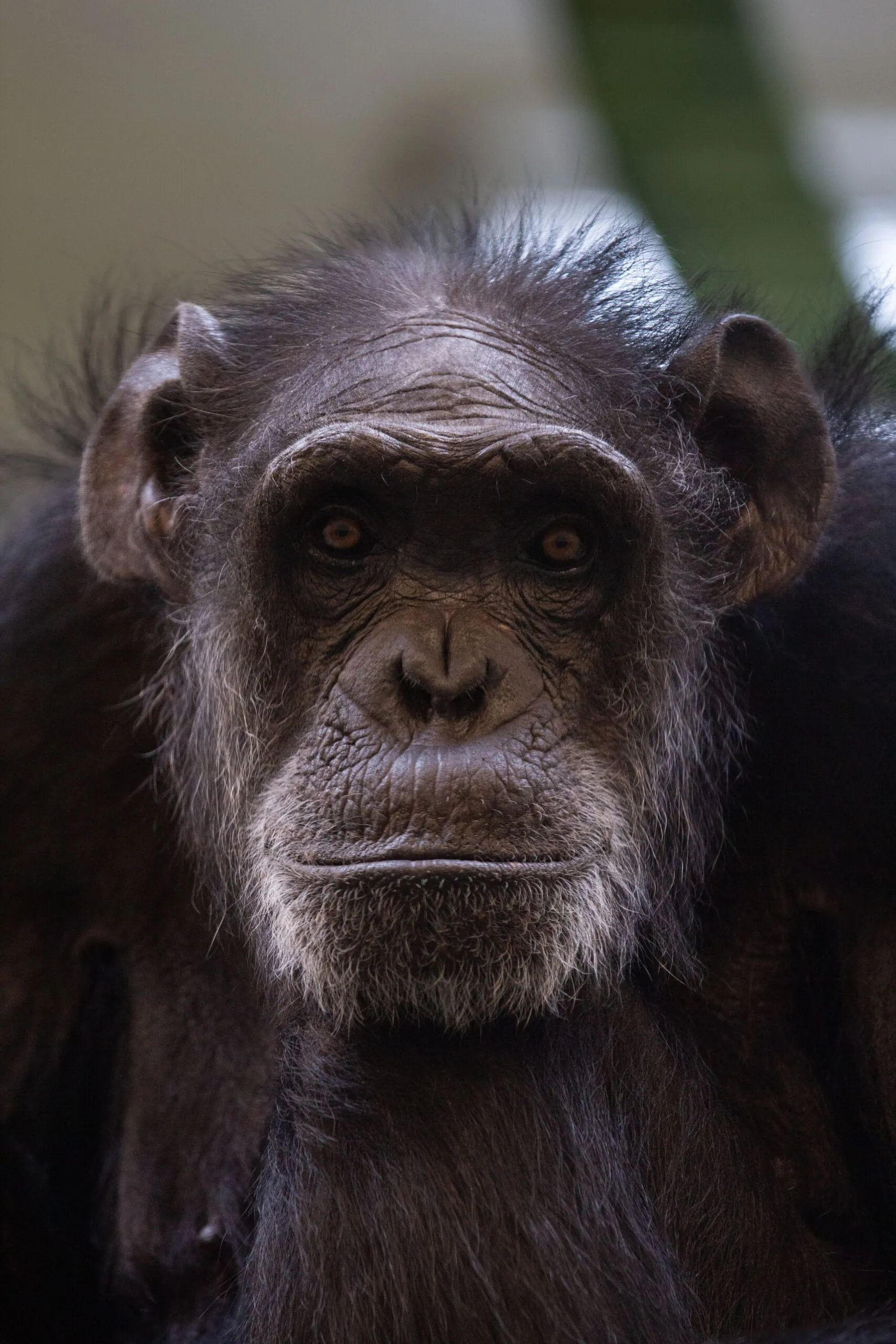 Chucky Chimpanzees Indianapolis Zoo Amazing All Around