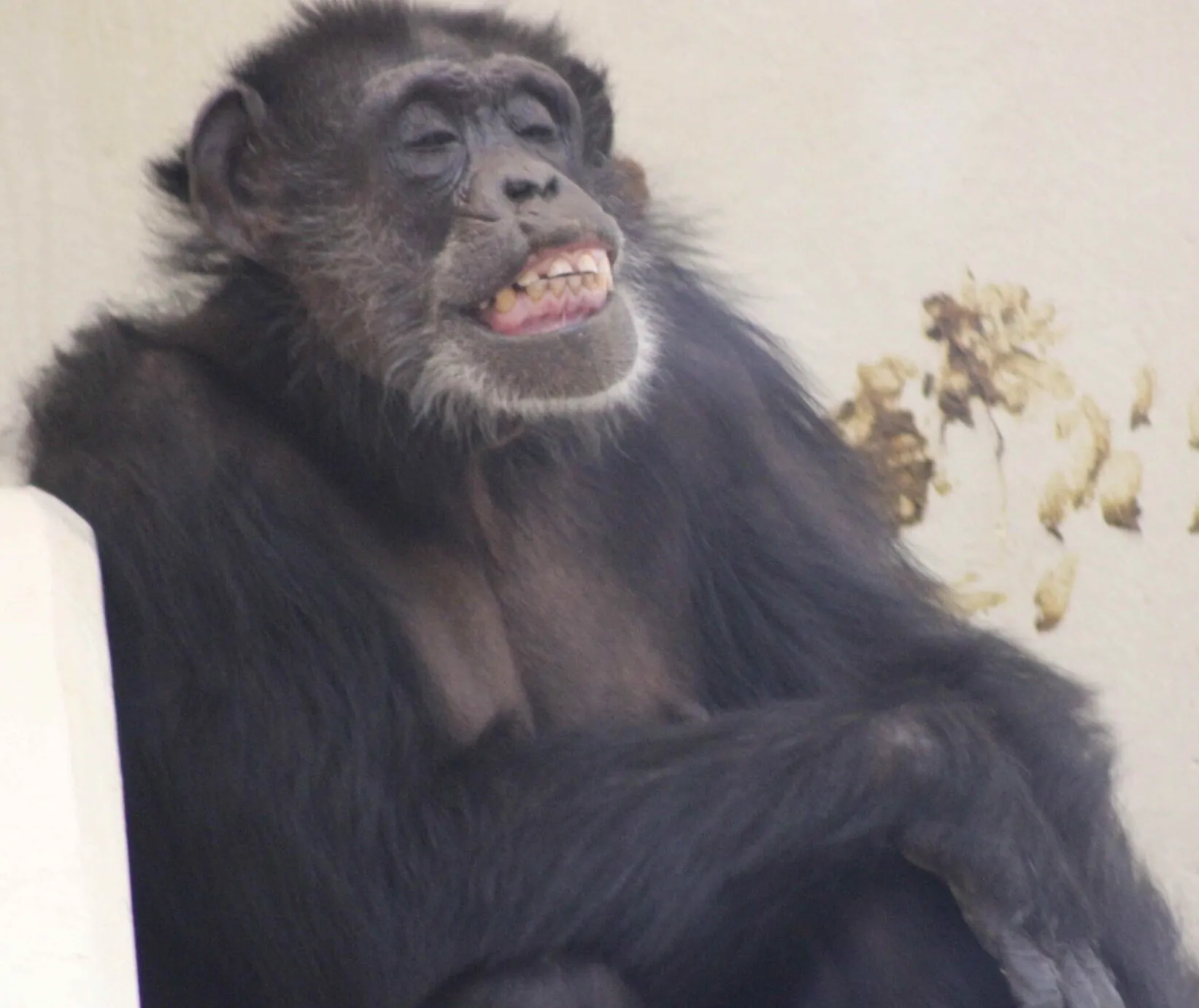 Dara Chimpanzees Indianapolis Zoo Amazing All Around