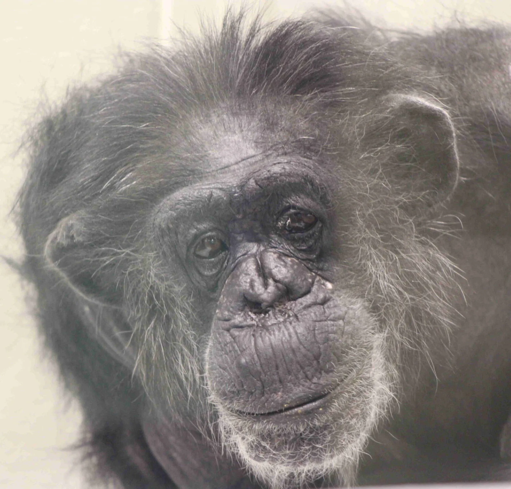 Dona Chimpanzees Indianapolis Zoo Amazing All Around