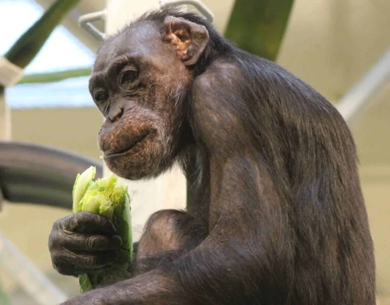 Edith Chimpanzees Indianapolis Zoo Amazing All Around
