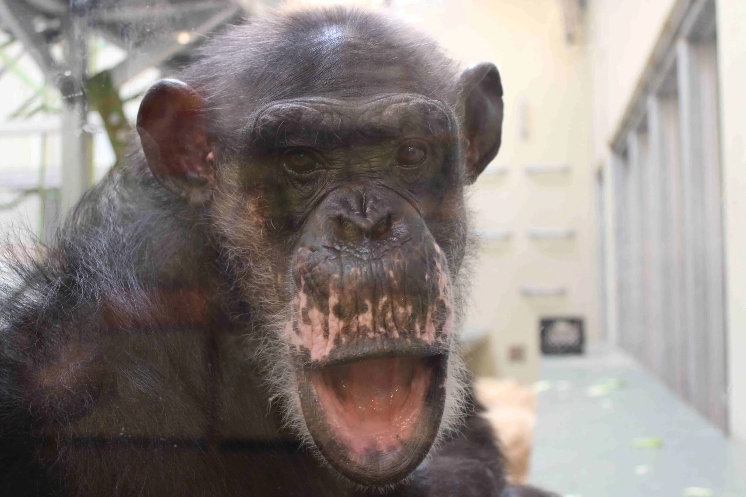 Evelyne Chimpanzees Indianapolis Zoo Amazing All Around
