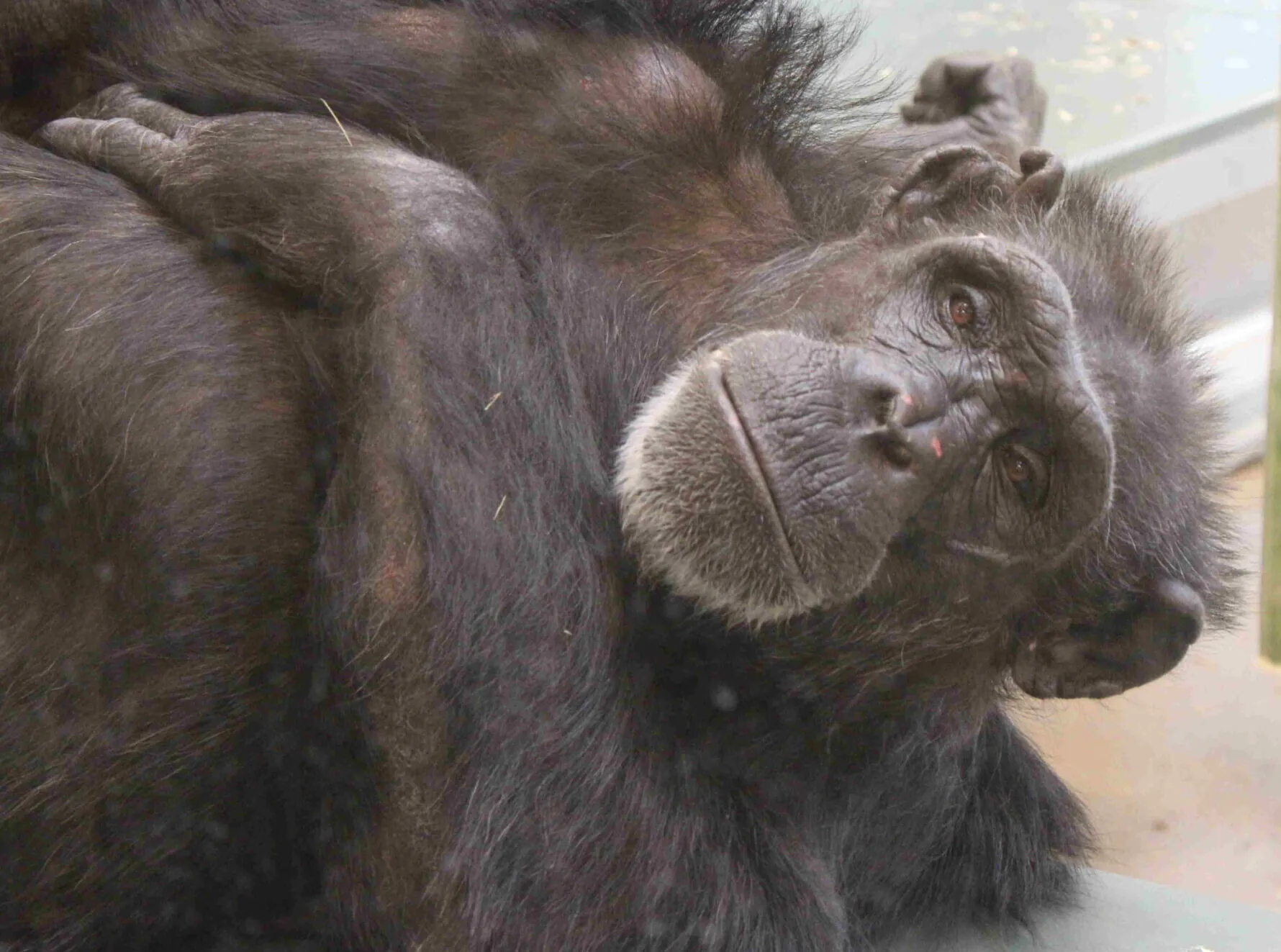 Fiona Chimpanzees Indianapolis Zoo Amazing All Around
