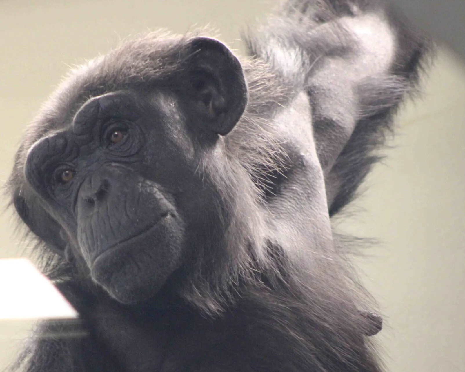 Lela Chimpanzees Indianapolis Zoo Amazing All Around