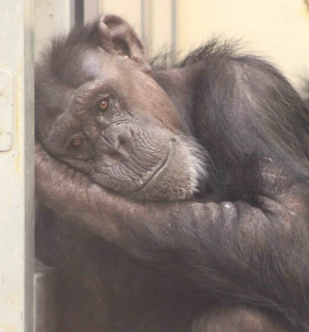 Liza Chimpanzees Indianapolis Zoo Amazing All Around