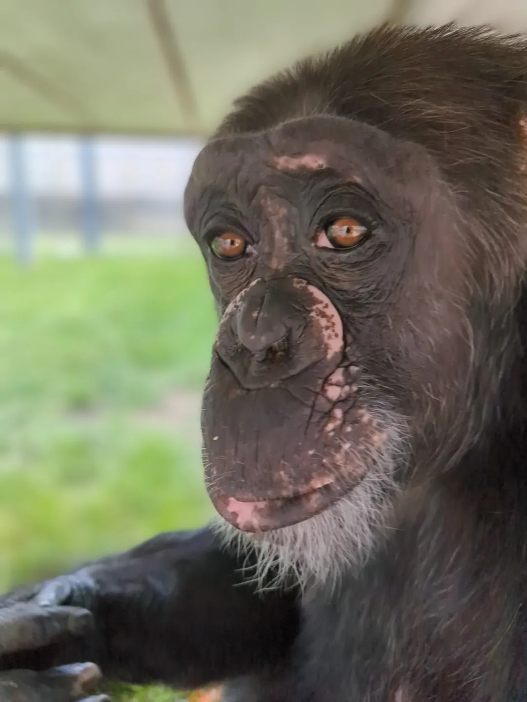Mara Chimpanzees Indianapolis Zoo Amazing All Around