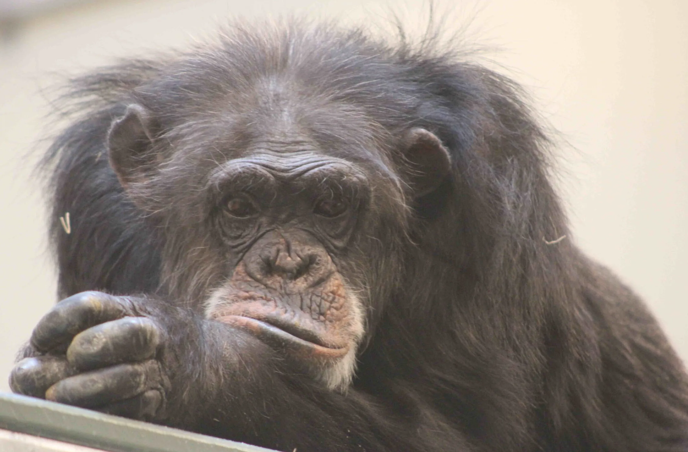 Rowena Chimpanzees Indianapolis Zoo Amazing All Around