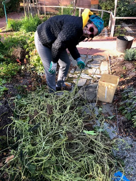 Horticulture Volunteer