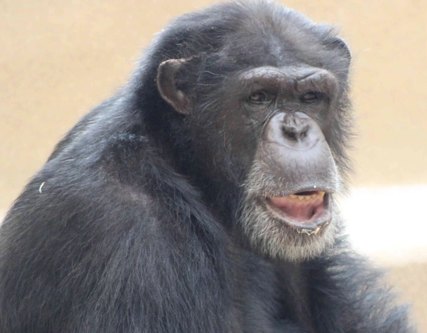 Walter Chimpanzees Indianapolis Zoo Amazing All Around