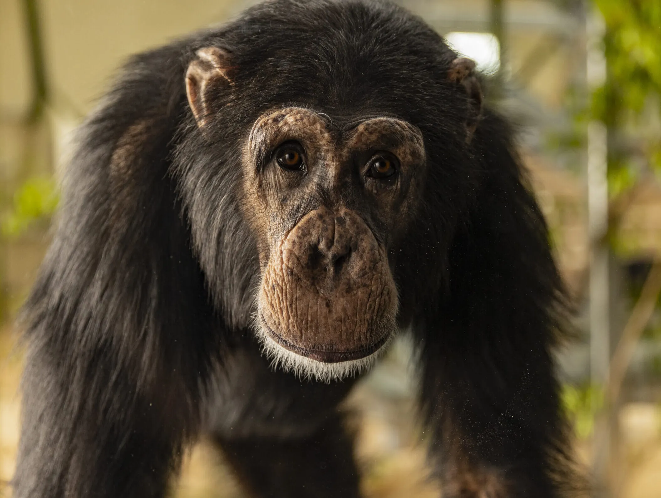 Ben Chimpanzees Indianapolis Zoo Amazing All Around