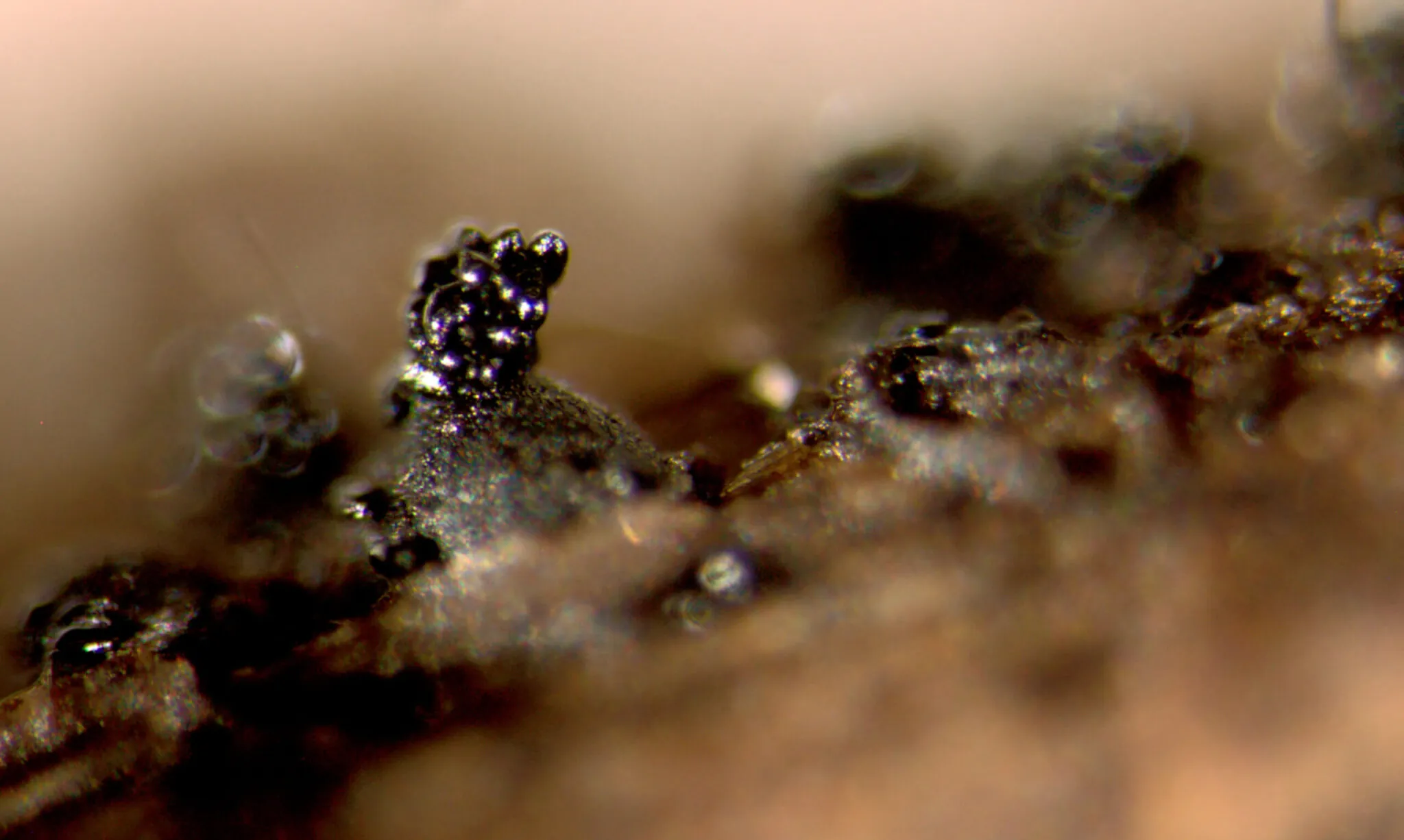 fungal fruiting body