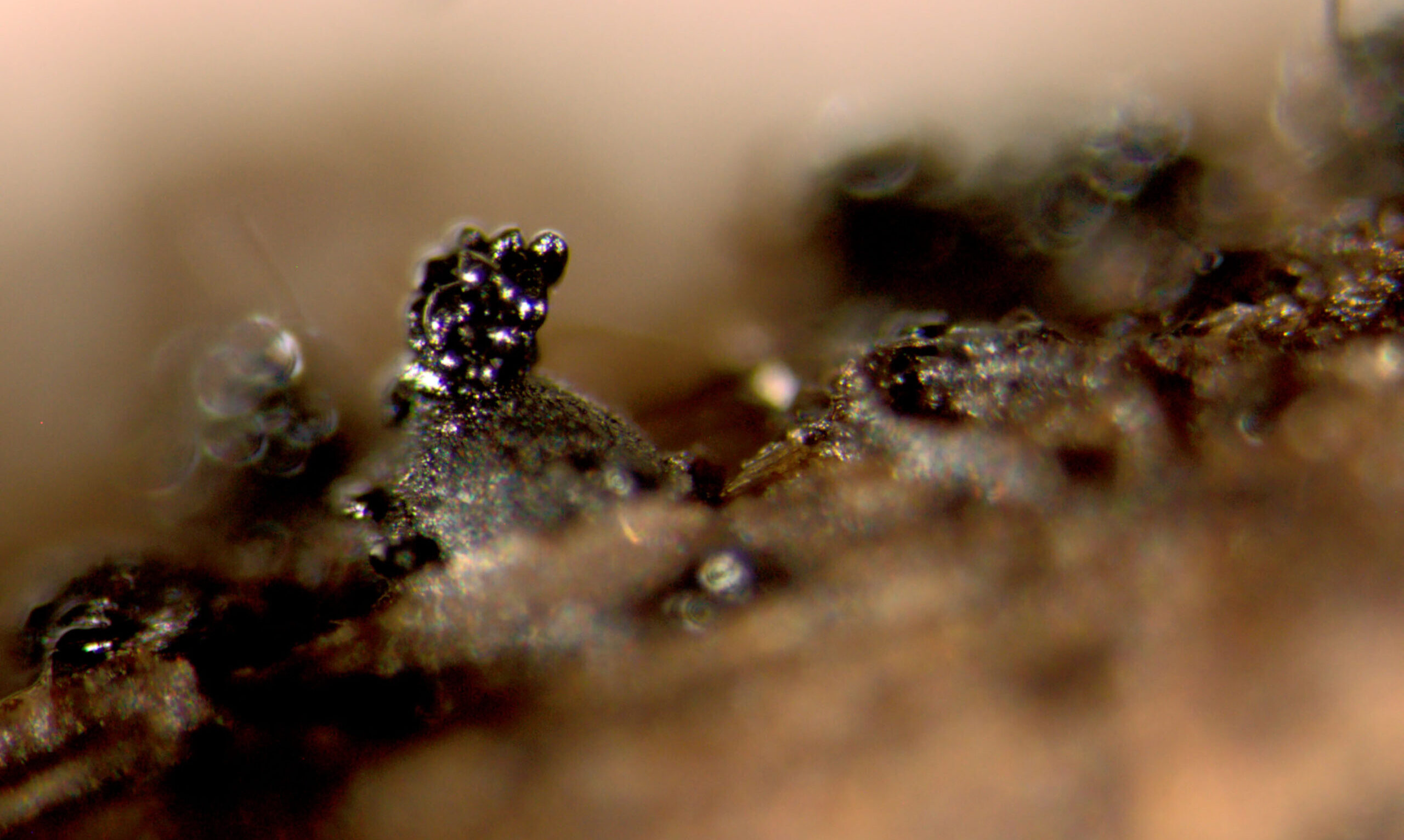 TRACY.FUNGUS 完売間近！！ Fungal-Fruiting-body-on-wood-