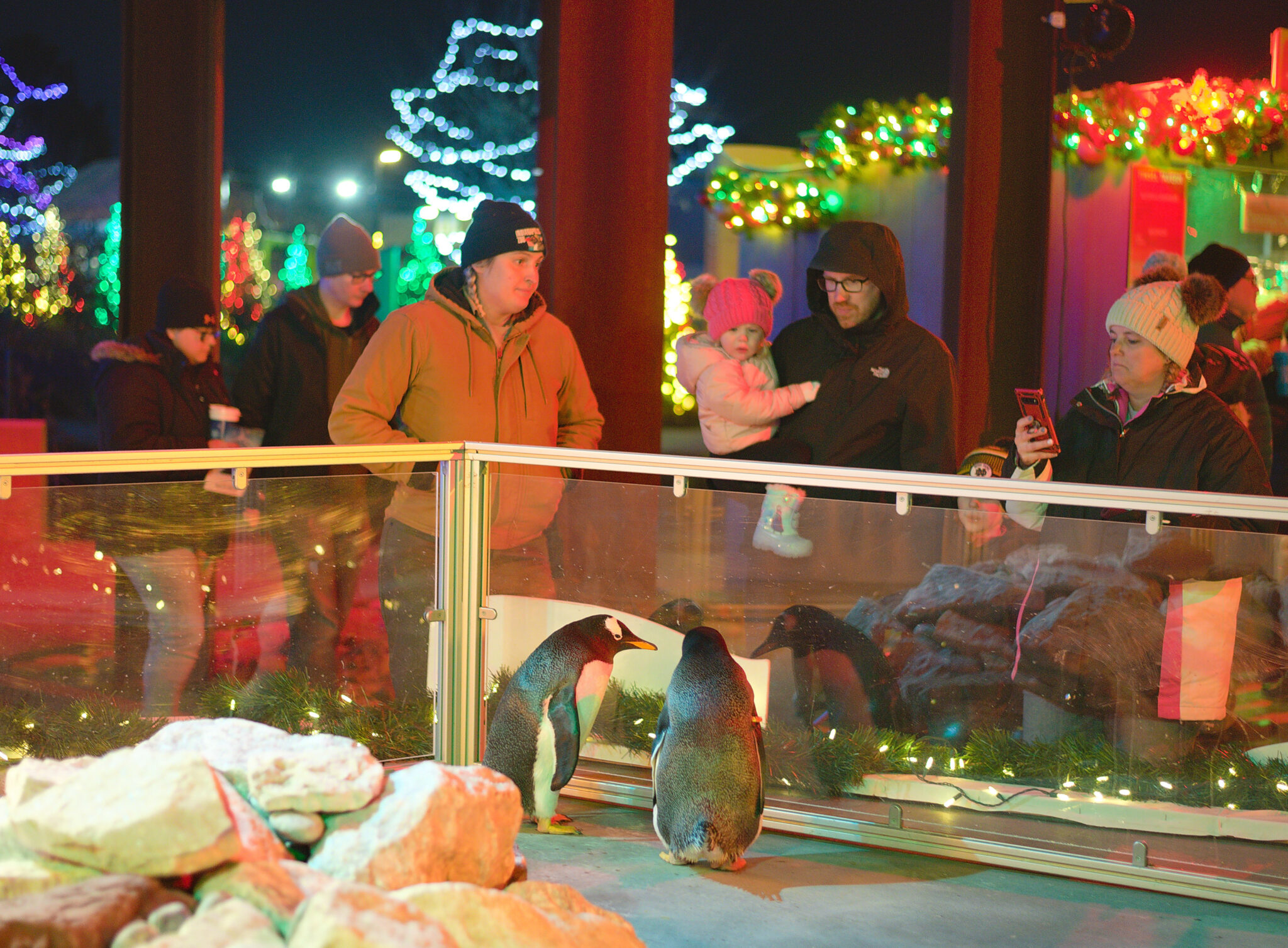 people watching penguins