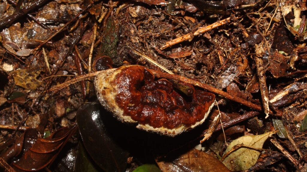 red fungus