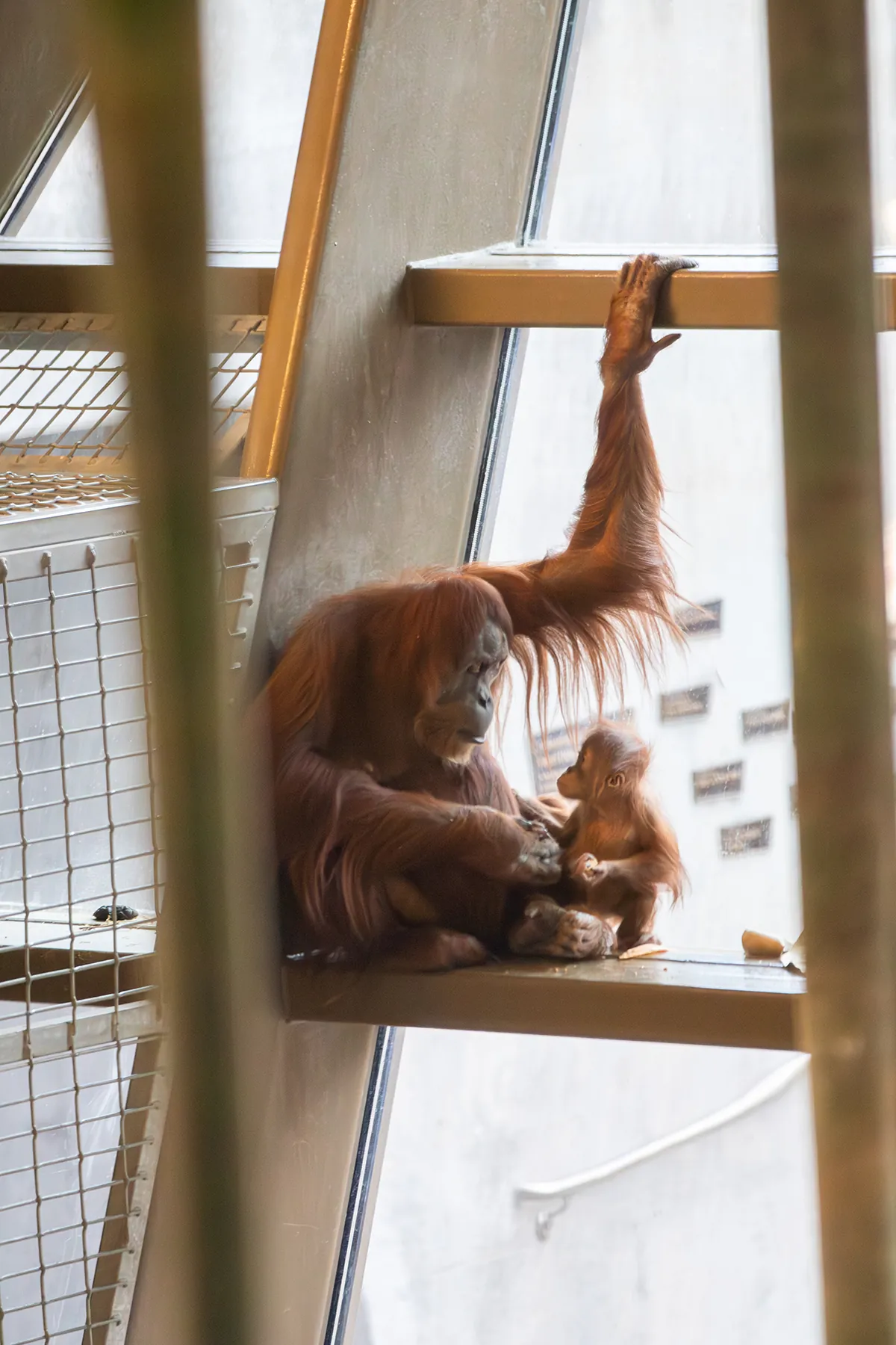 baby orangutan with mom in window