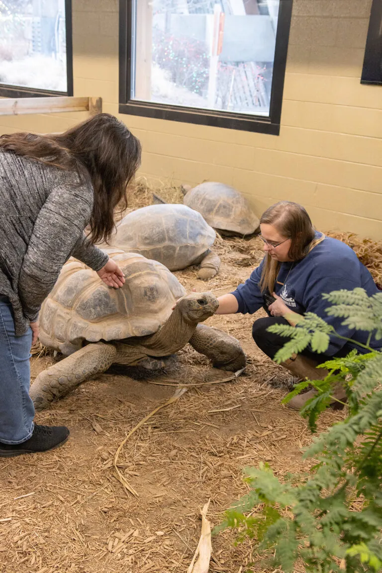 two people touching tortoise
