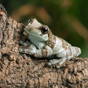 mission golden-eyed tree frog on branch