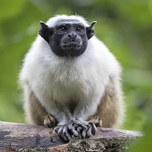 pied tamarin