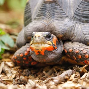 red footed tortoise