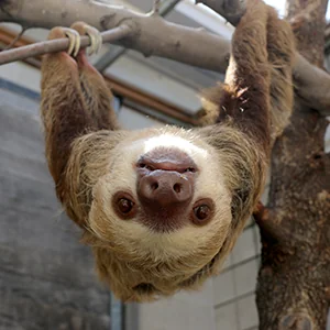 sloth