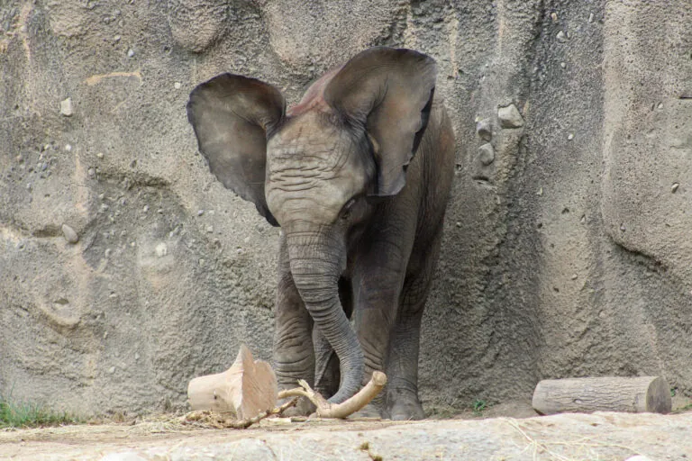 baby elephant Jabari Indianapolis Zoo