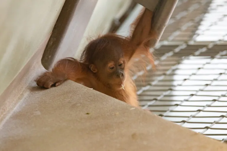 baby orangutan