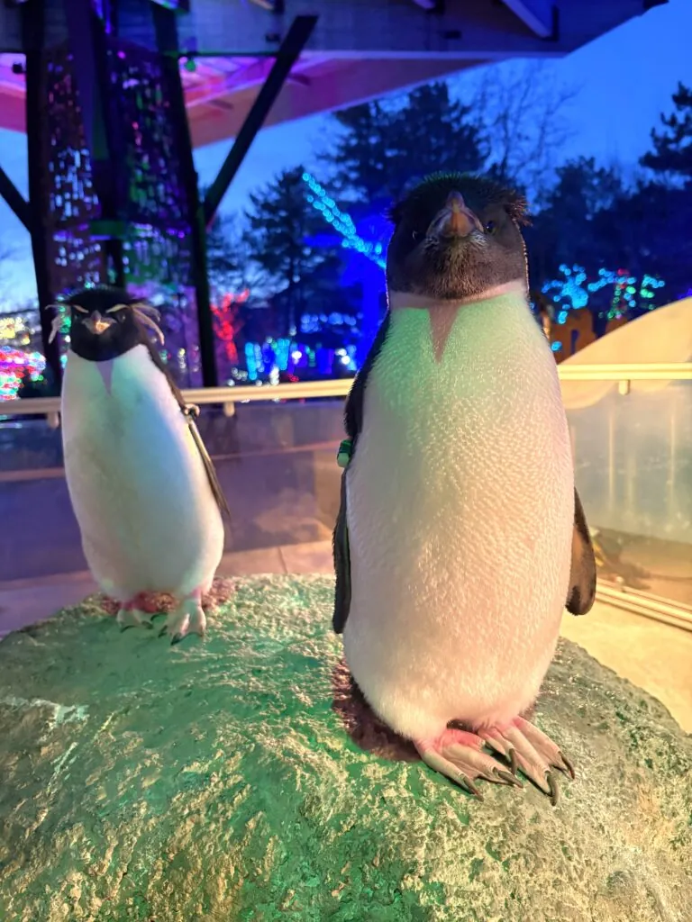 Nio Southern Rockhopper Penguin