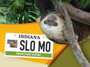 Zoo License Plate