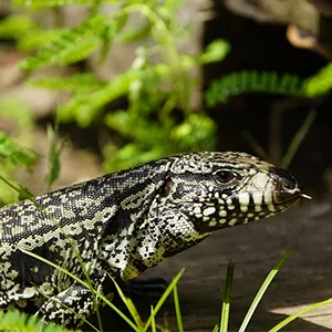 black and white argentine tegu lizard