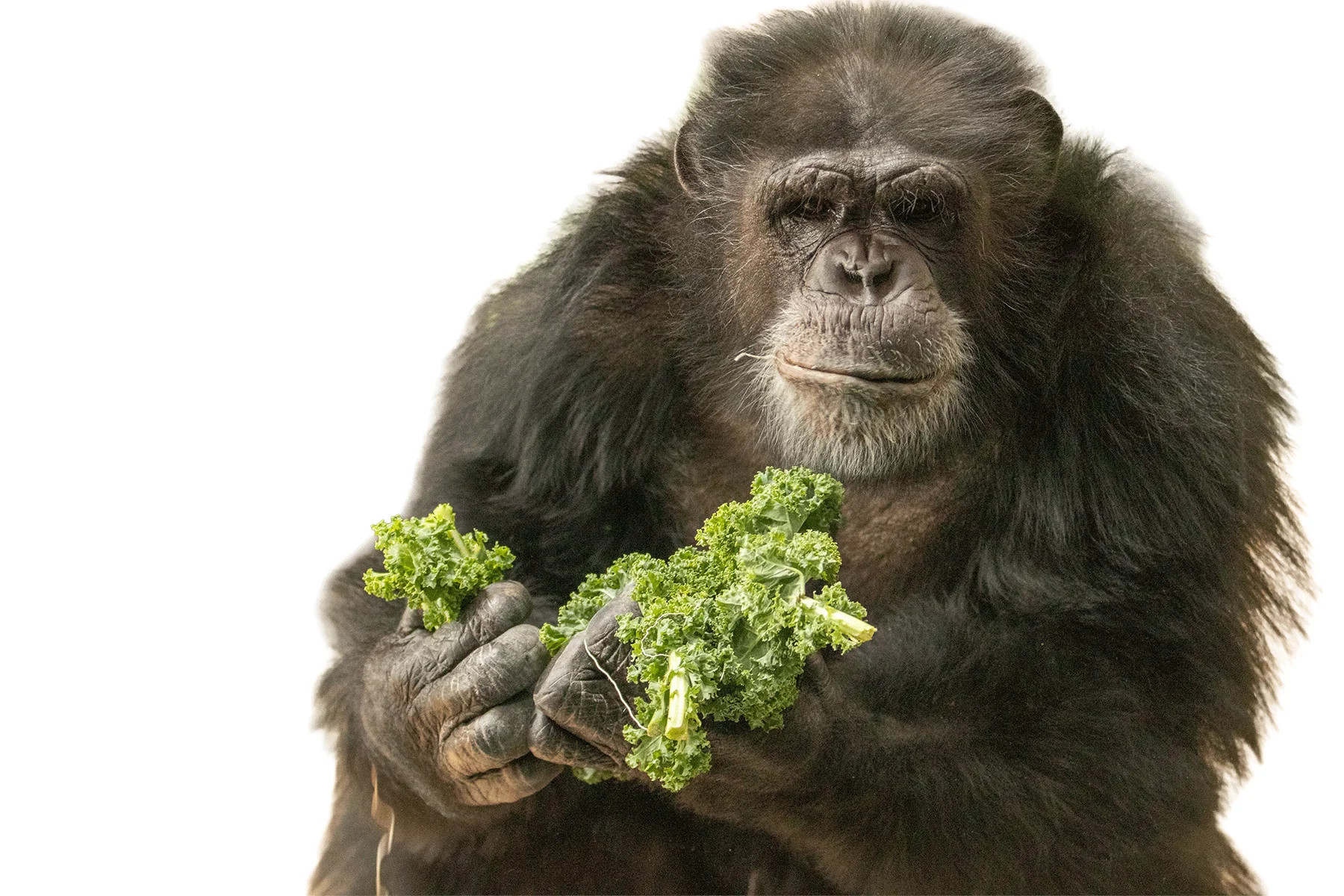 chimpanzee with greens