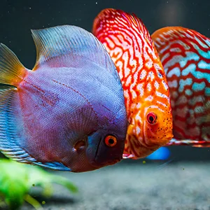 multi colored discus fish