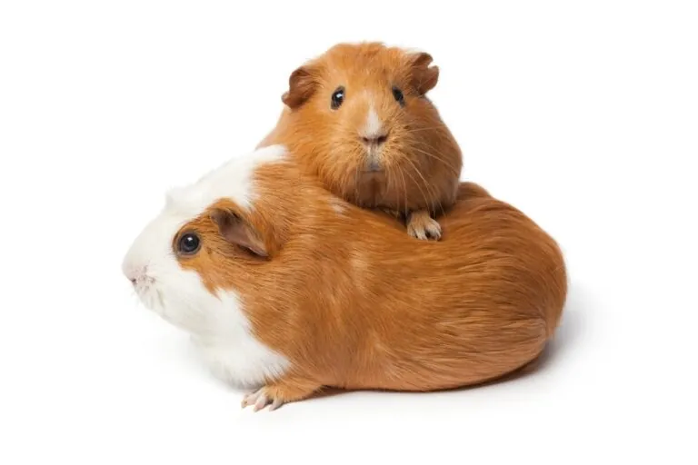 two guinea pigs