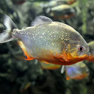 piranha