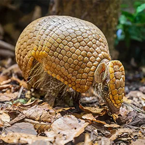 southern three banded armadillo