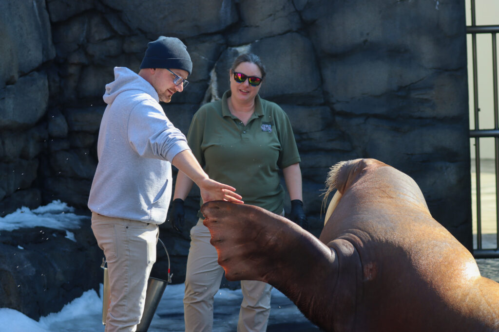 man meeting walrus