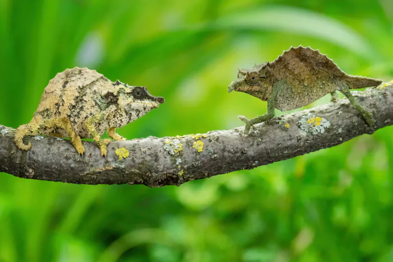 Endangered Nguru Spiny Pygmy Chameleon