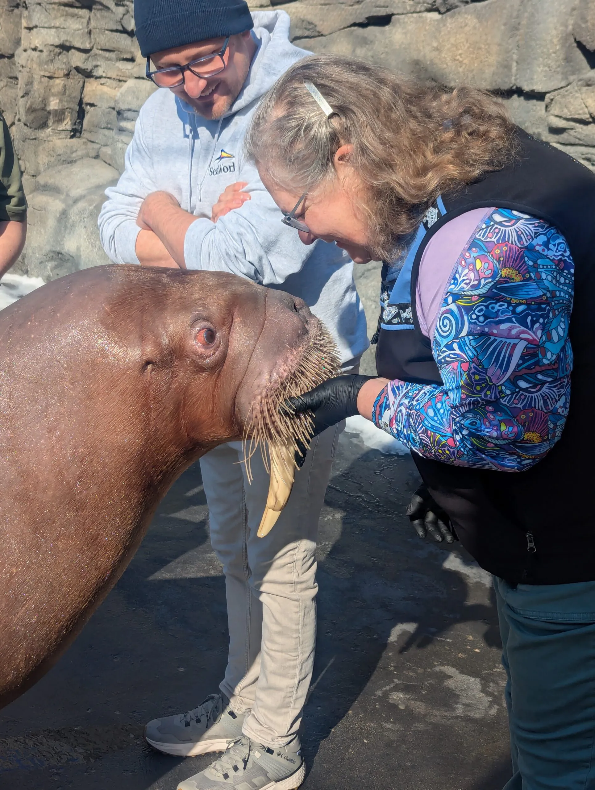 guest meeting walrus