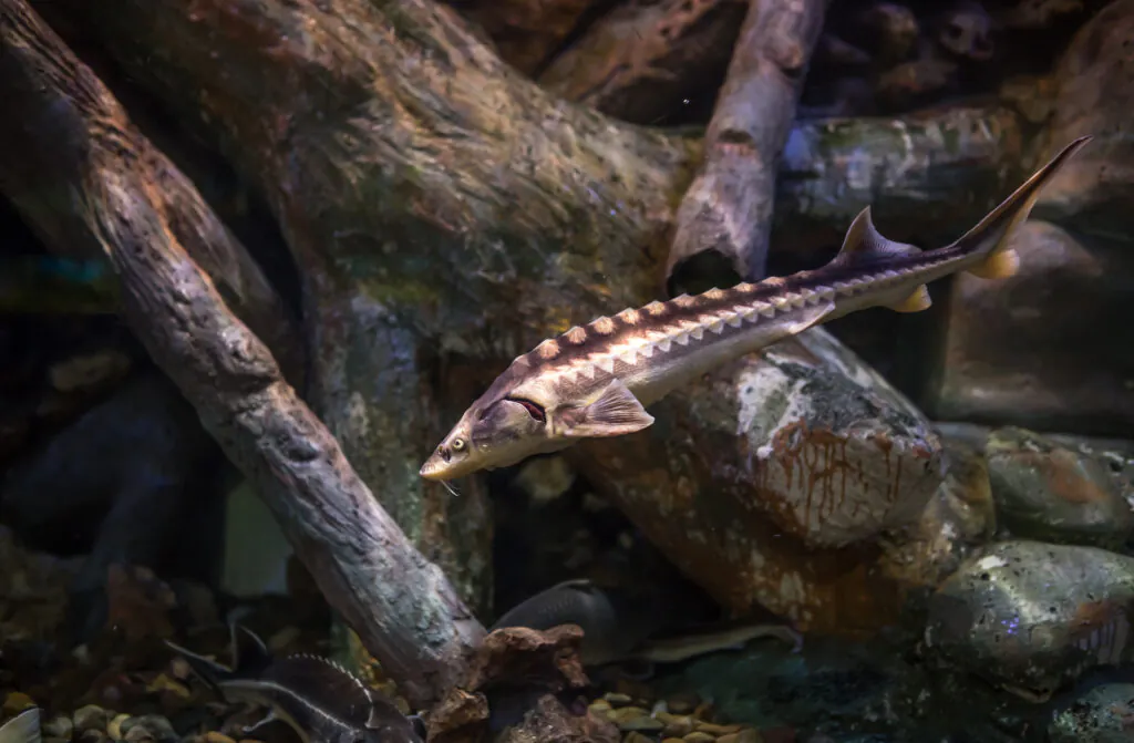 Migratory Freshwater Fish