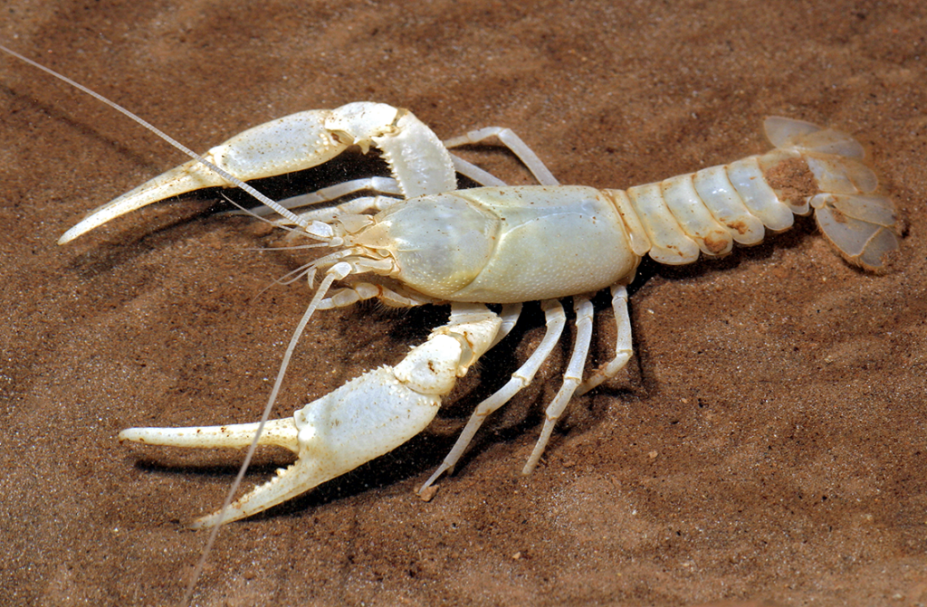 Cambarus_subterraneus crayfish