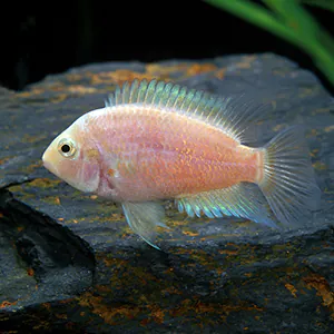 pink fish_convict cichlid