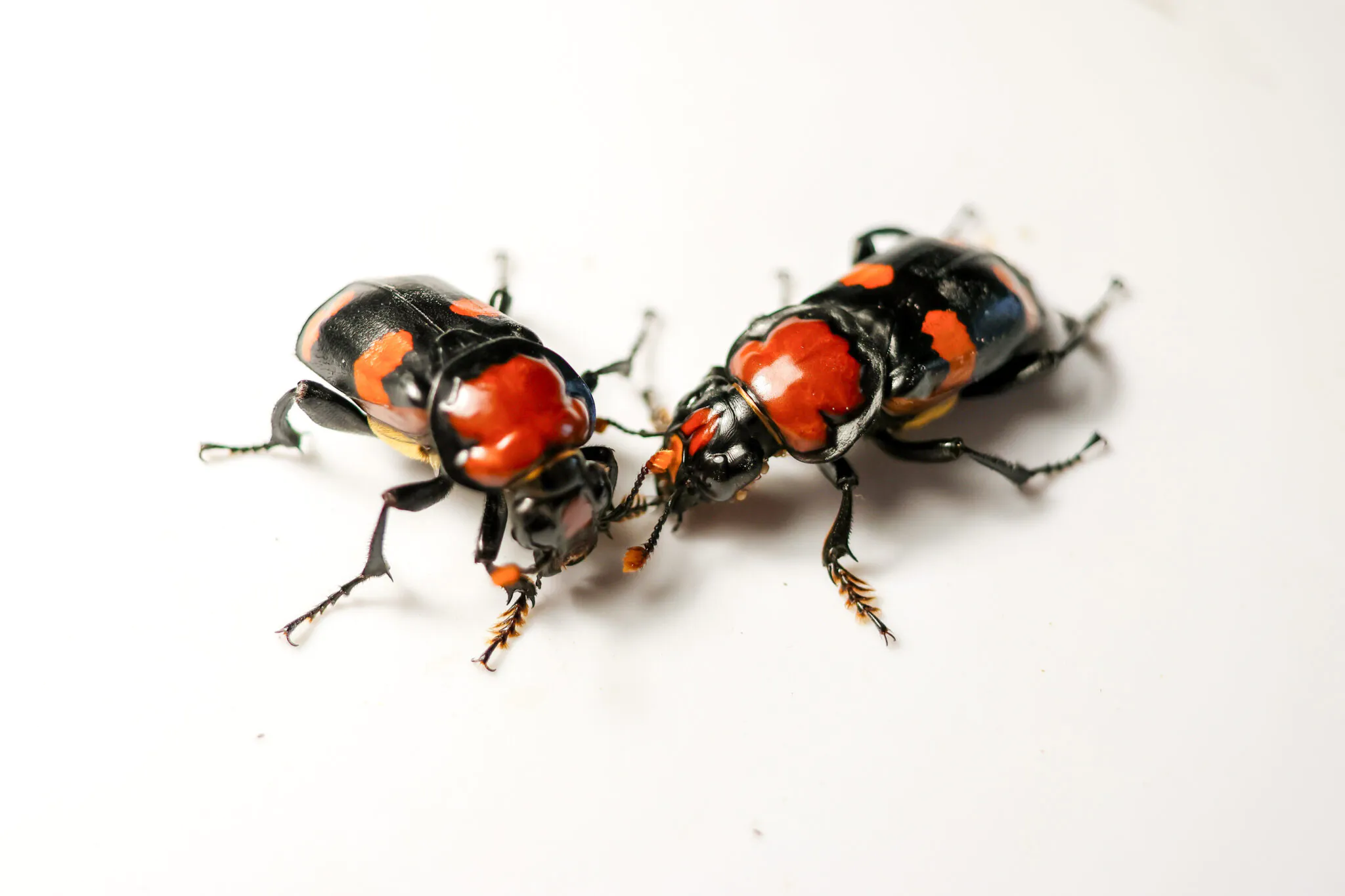 black red and orange beetles