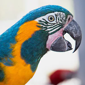 blue and yellow macaw bird