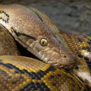 brown and yellow snake