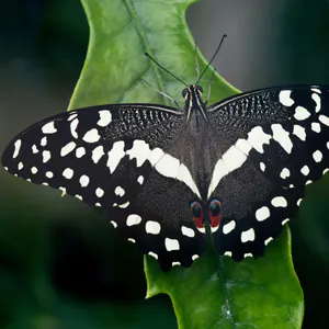 black and white spotted butterfly on leaf