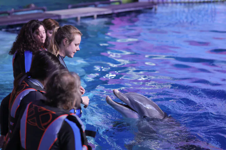group in water with dolphin