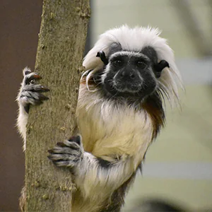 small monkey on branch