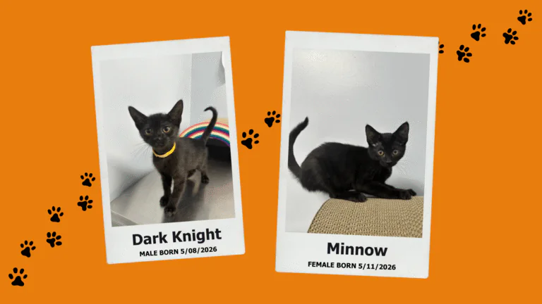 black kittens